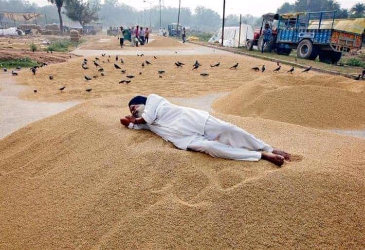 kyojatto's tweet photo. ਕੀ ਫਰਕ ਪੈਂਦਾ ਰੱਬ ਦੇ ਜੀ ਨੇ 
ਖਾ ਲੈਣਗੇ ਪੇਟ ਭਰ ਲੈਣਗੇ ਕੀ ਫਰਕ ਪੈਂਦਾ
ਉਡਾਈ ਨਾ ਪੁੱਤਰਾ ਪੰਛੀਆ ਨੂੰ ਅੱਜ ਆਪ ਪੰਛੀ ਆਏ ਨੇ...... 🕊🐦🌾🍂🍁🦜🐔
   ❤ ਤ���ਵੀਰ ਸਭ ਕੁਝ ਪੇਸ਼ ਕਰ ਰਹੀ ਏ ❤
#किसान_आंदोलन_जारी_रहेगा 
#farmersprotestindia 
#desiblike https://t.co/Czpea2lXb9