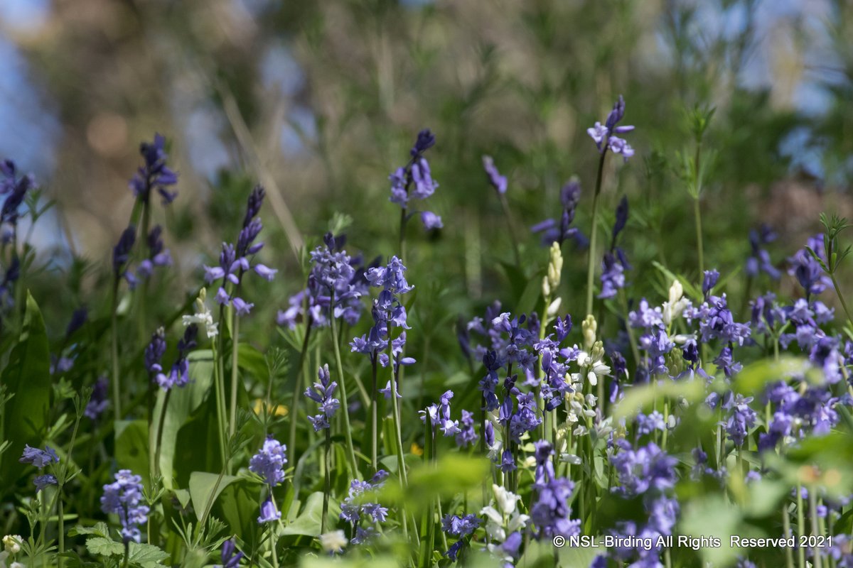 Newton St Loe today, Bluebells looking beautiful😍
<a href="/bathlive/">Bath Live</a> <a href="/WeLoveBath/">Love Bath</a>