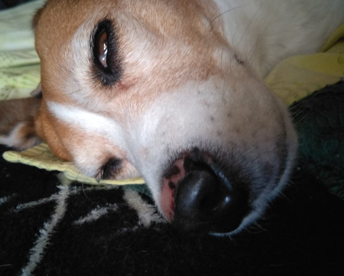 HuspedFree's tweet photo. @Mine_Jam_ Mis narices frías ... mi Sammy #snootaboop https://t.co/sLiqMI7yQ5