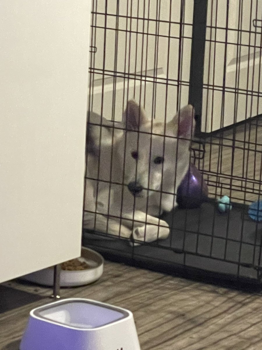 oatmewk's tweet photo. I GOT A DOG NOT A CHILD, THIS MF TOOK A MARKER OFF MY DESK AND DREW ON MY COUCH https://t.co/4ajxnxZmmm
