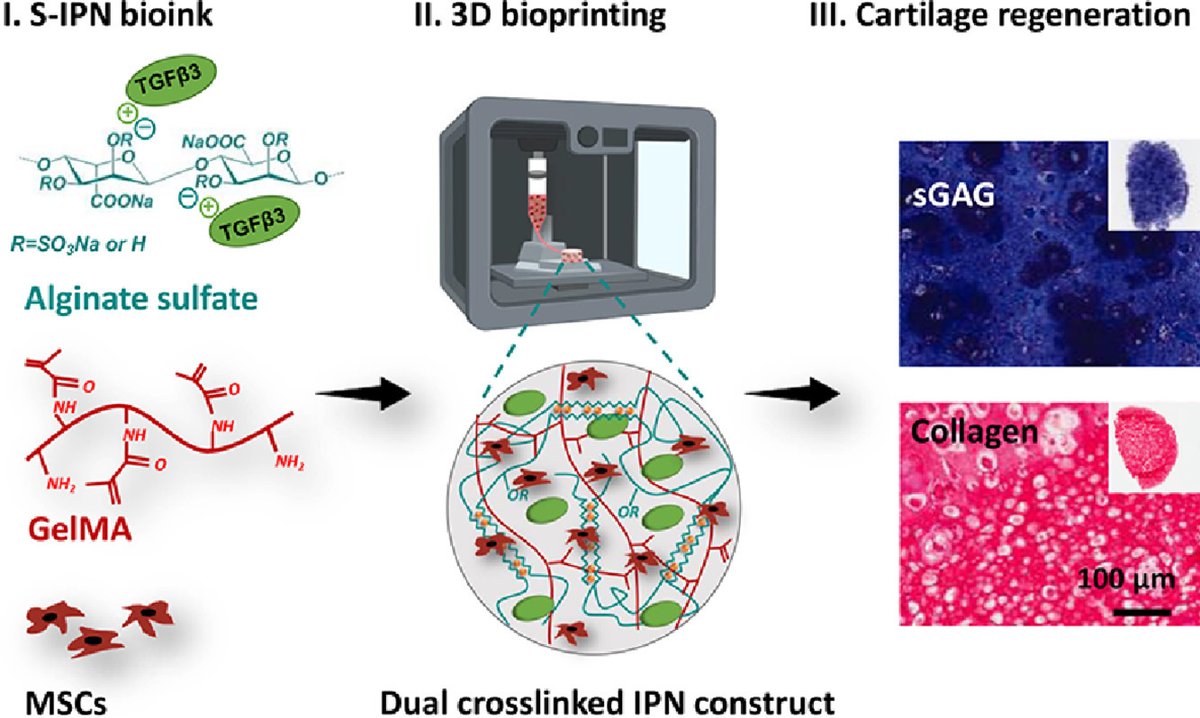 New lab paper led by <a href="/aaron_783520129/">王彬</a> out now in <a href="/ActaBio/">Acta Biomaterialia</a> 
Affinity-bound growth factor within sulfated interpenetrating network bioinks for bioprinting cartilaginous tissues
doi.org/10.1016/j.actb…
This is the latest paper from our <a href="/ERC_Research/">European Research Council (ERC)</a> funded project JointPrinting