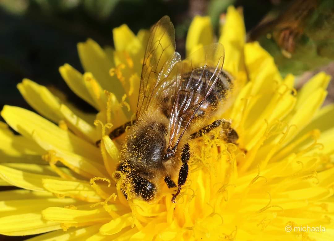 RT @MacrolensMn: Busy bee @MacroHour @Britnatureguide @Natures_Voice @nature @NatureUK @Lancswildlife @WildlifeMag @BBCSpringwatch @WildlifeMag @LoveUKWildlife @britwildlife @wildlife_uk