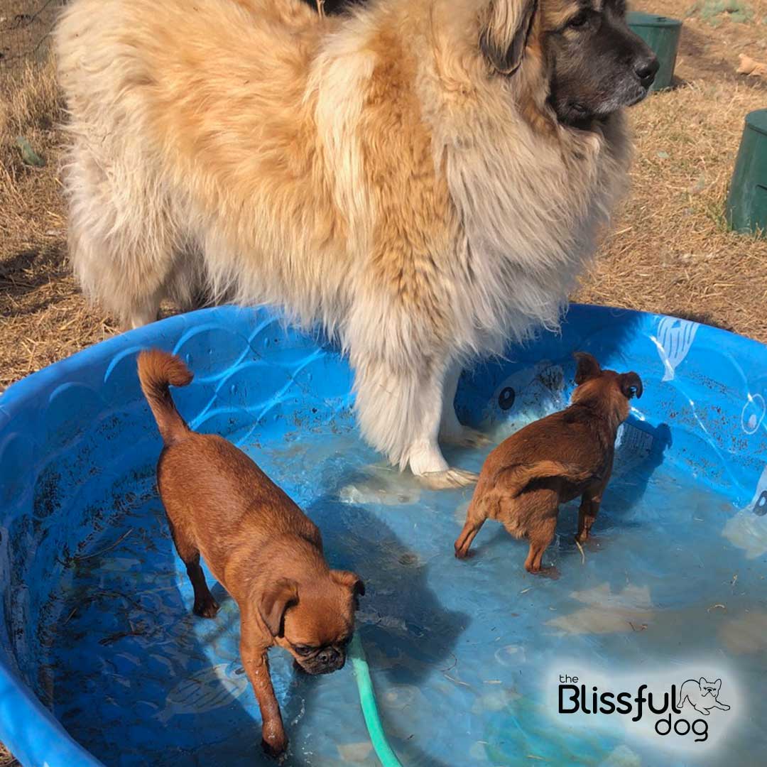Tili is exploring the splash of Newfie DNA behind Leonbergers as she guards the Griffs. She is doing an excellent job! They seem pretty safe in that 2 inches of water. ecs.page.link/gvN6G #theblissfuldog #brusselsgriffon #leonberger #petitbrabancon #grumpygriffons #larccan