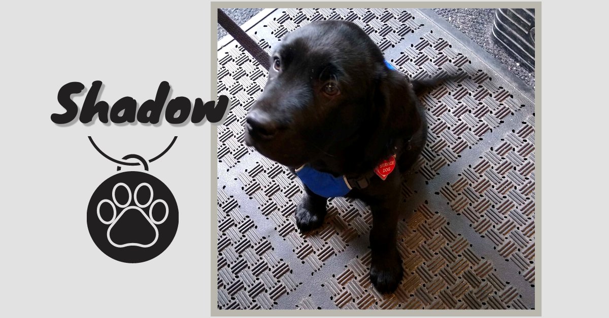 Hi, meet Shadow! A service dog in training.  https://shop.harvard.com/book/9781250027436