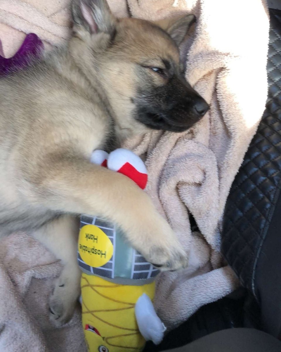 hospitalitysc's tweet photo. New puppy Bjorn on his way to Washington State with his very own #hospitablehank #HospitalityHVAC
-
#puppiesofinstagram
#dogsofinstagram #dogs_of_instagram #puppylife
#norwegianelkhound https://t.co/56WpeA2d0h