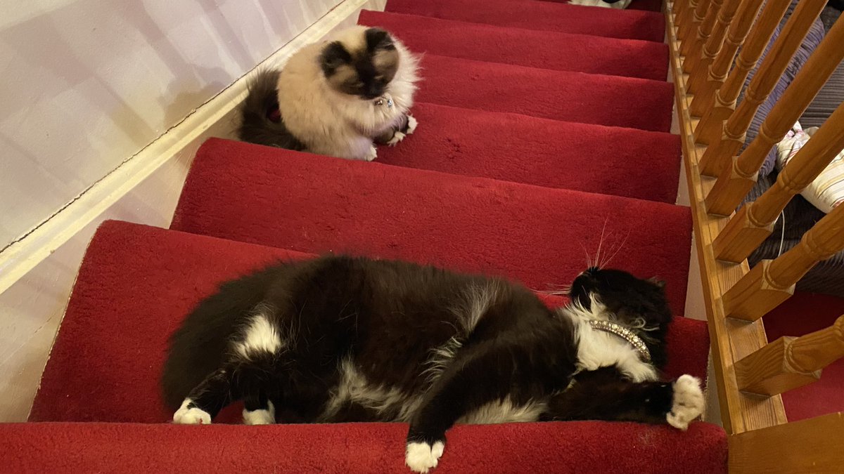 molly_pumpkin's tweet photo. You shall not pass!!! https://t.co/MKUXqMXSxI