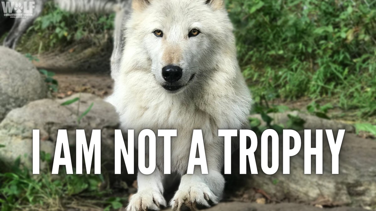 ONLINE POLL
Do you support Idaho's proposal to kill up to 90% of the state's wolves?

Please VOTE HERE ➡ bit.ly/3sQEU8T