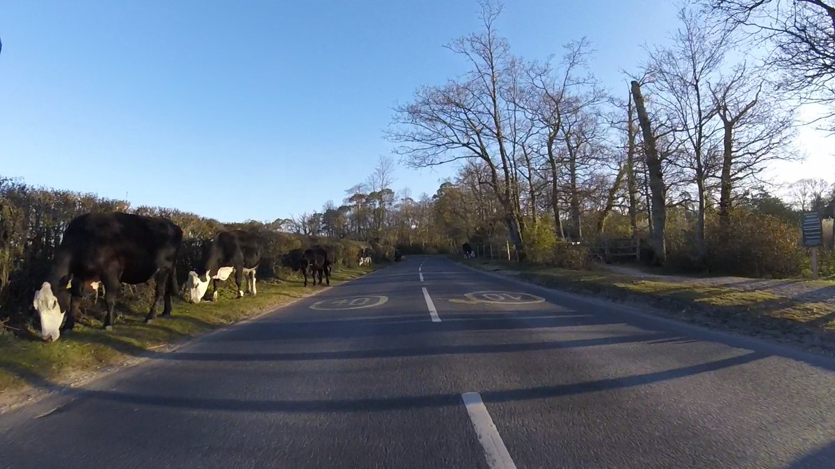 Same road, but cattle instead of ponies.
