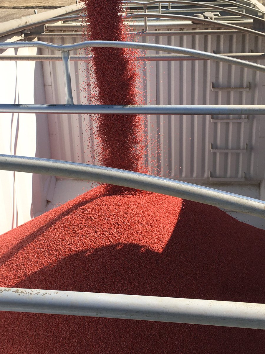 McSMF's tweet photo. It was treat the wheat day. Thx to kris from  @kereiman for the professional job done https://t.co/GETyUrUmPx