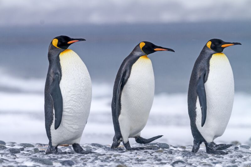factretriever's tweet photo. April 25th is one of our favorite days! It's #WorldPenguinDay2021 🐧💕

Did you know that a group of penguins in the water is called a “raft," and a group of penguins on land is called a “waddle”?
https://t.co/DNi1NiItja https://t.co/aVCPDV7stZ