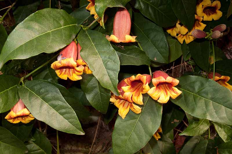 Gardeners_Path_'s tweet photo. How to Grow Crossvine - Crossvine is an assertive climber that charms with its display of yellow, orange, and red flowers. Learn how to grow this beauty now on Gardener’s Path. https://t.co/ufpTqjztrL #floweringvine #crossvine https://t.co/hoIeQPUgq6