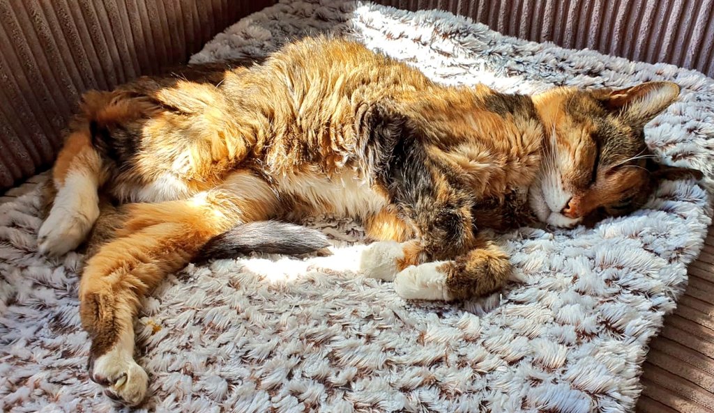 wordfromjbird's tweet photo. #sunpuddle naps keep me young!
#100yearsold 
#SuperSeniorCatsClub #CatsOfTwitter #Caturday #CatsAreFamily https://t.co/OK66IOHnzn