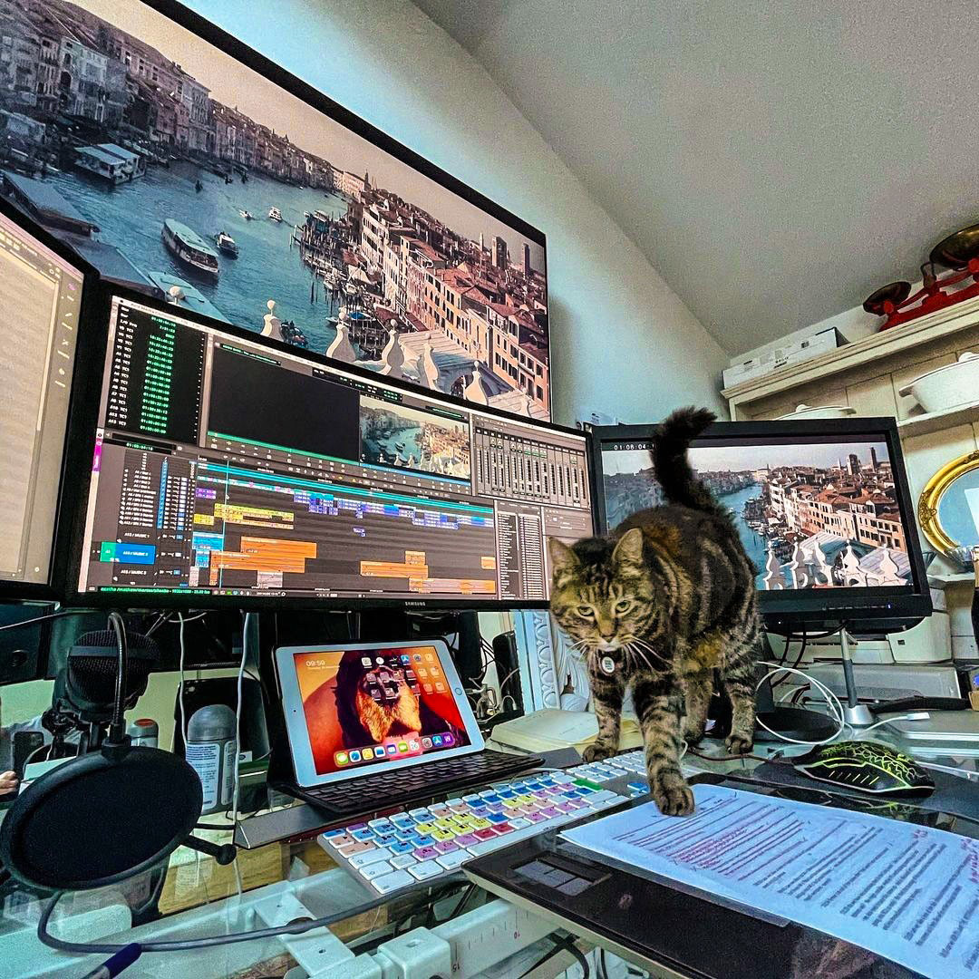 Avid's tweet image. 🐱 The joys of working from home

📷 instagram.com/pdknight
▶️ avid.com/media-composer

#avideditor #cat #wfh #videoediting #postproduction #mediacomposer #avid