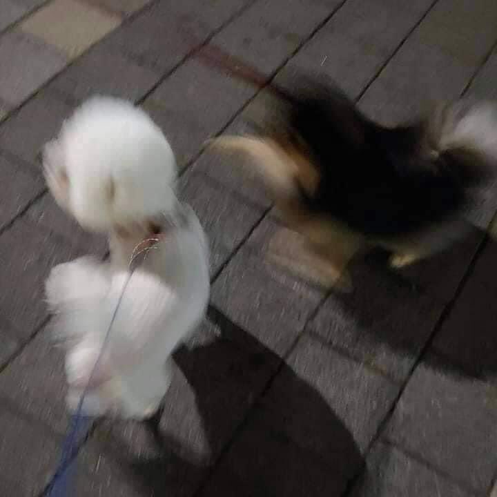 [K-Armys are so lucky]😭💜
An ARMY went for a walk with her puppy and ran into one just like Yeontan. When she told the lady it looked a lot like Yeontan, the lady walking her said it was Tan. That lady was Taehyung's mom pls i can't 😭💗