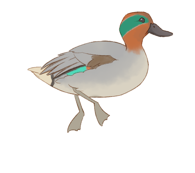 水鳥のtwitterイラスト検索結果 水鳥のtwitterイラスト検索結果