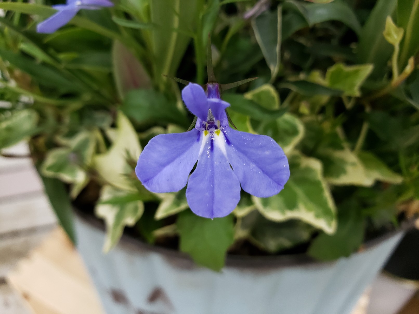 ジョイフル本田 ガーデンセンター ガーデンセンター守谷店 本日の寄せ植え ペンステモン エレクトリックブルー をメインにリーフと小花を添えて 爽やかな色合いのお花やリーフを組み合わせました 少し暑い日が続いたので涼しげな雰囲気が素敵です