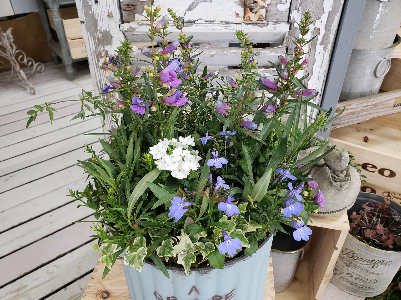 ジョイフル本田 ガーデンセンター ガーデンセンター守谷店 本日の寄せ植え ペンステモン エレクトリックブルー をメインにリーフと小花を添えて 爽やかな色合いのお花やリーフを組み合わせました 少し暑い日が続いたので涼しげな雰囲気が素敵です