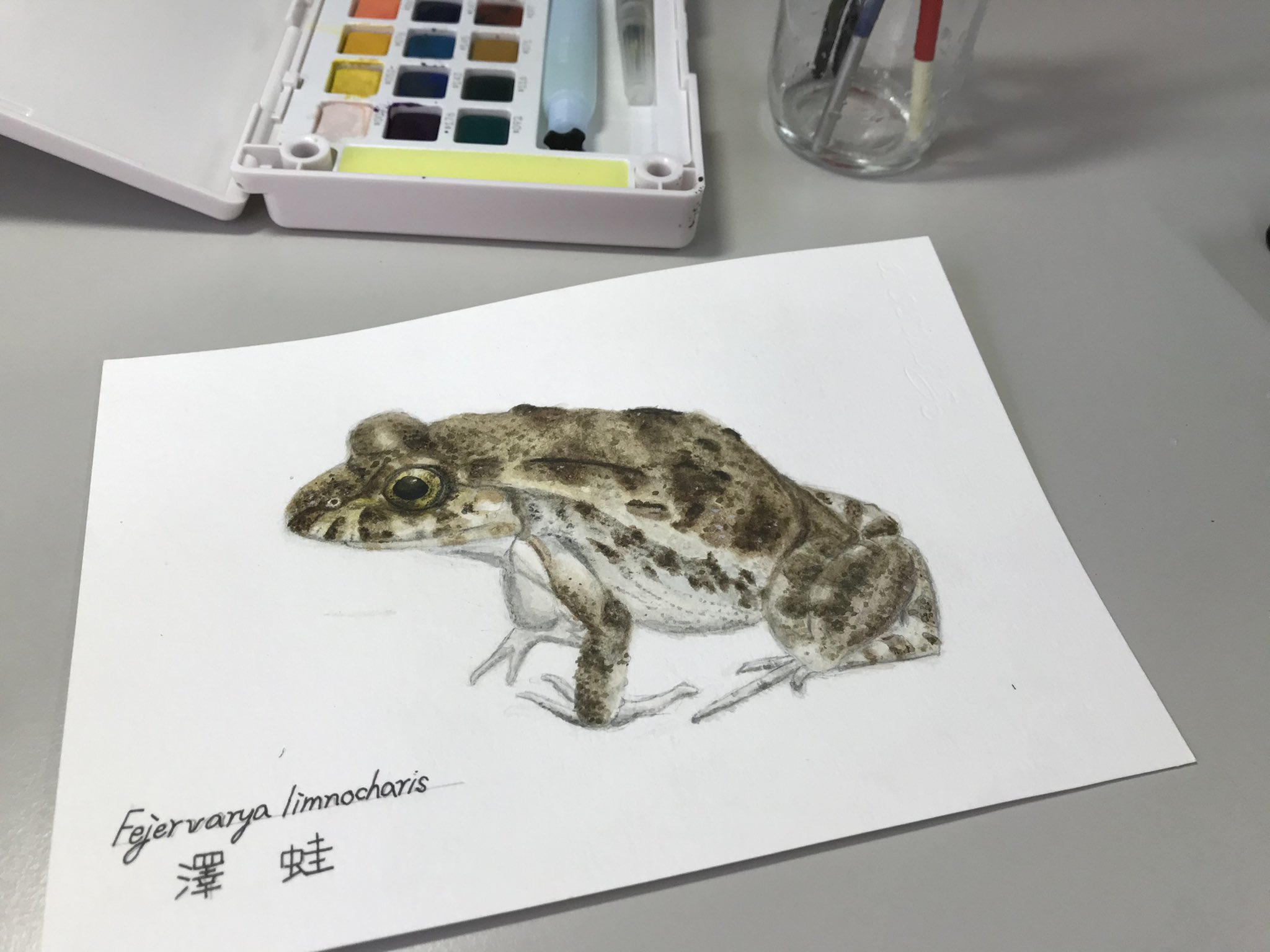 Yu An This Frog Distributes Mainly In South Asia And It S A Common Species Which Can Be Found In Farmlands Therefore People Also Call It 田蛙 Field Frog In Taiwan Illustration Coloredwater