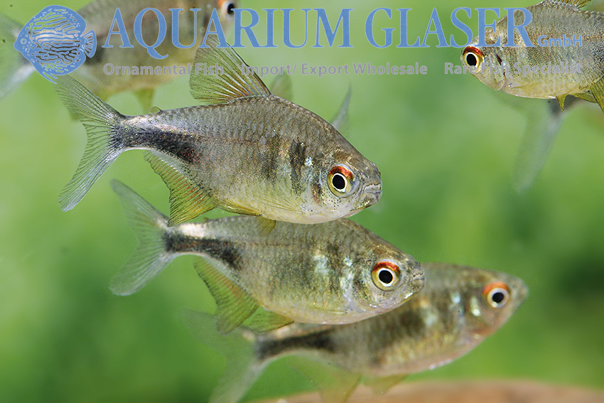 aquariumglaser's tweet photo. #Hemigrammus #pulcher
find more details and pics @ https://t.co/kgExUnuDLM https://t.co/ppxGdxpYA8