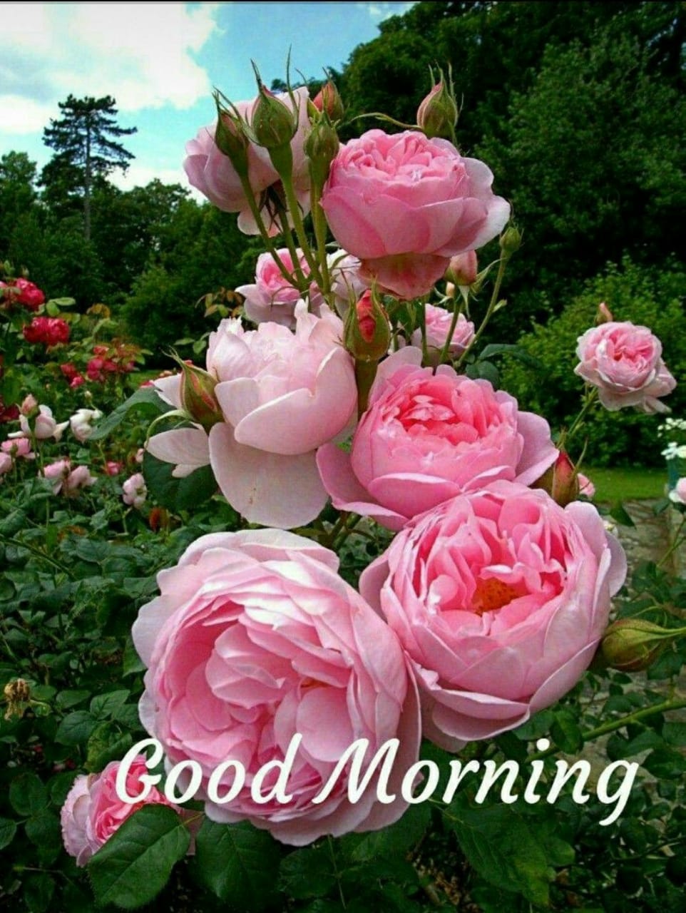 manoj pradhan🇮🇳 on Twitter: