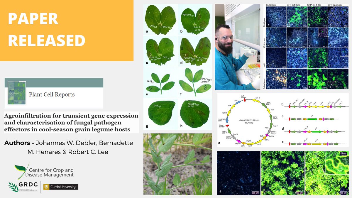 theCCDM's tweet photo. Check out @theCCDM latest @PlantCellRep paper, on developments of the #agroinfiltration method of plant pathogen effectors and virulence proteins for #pulses. This method suits peas, faba beans and lentils - a brighter future for disease control @theGRDC - https://t.co/xsOFs3WXNx https://t.co/CG3fg1EQdv