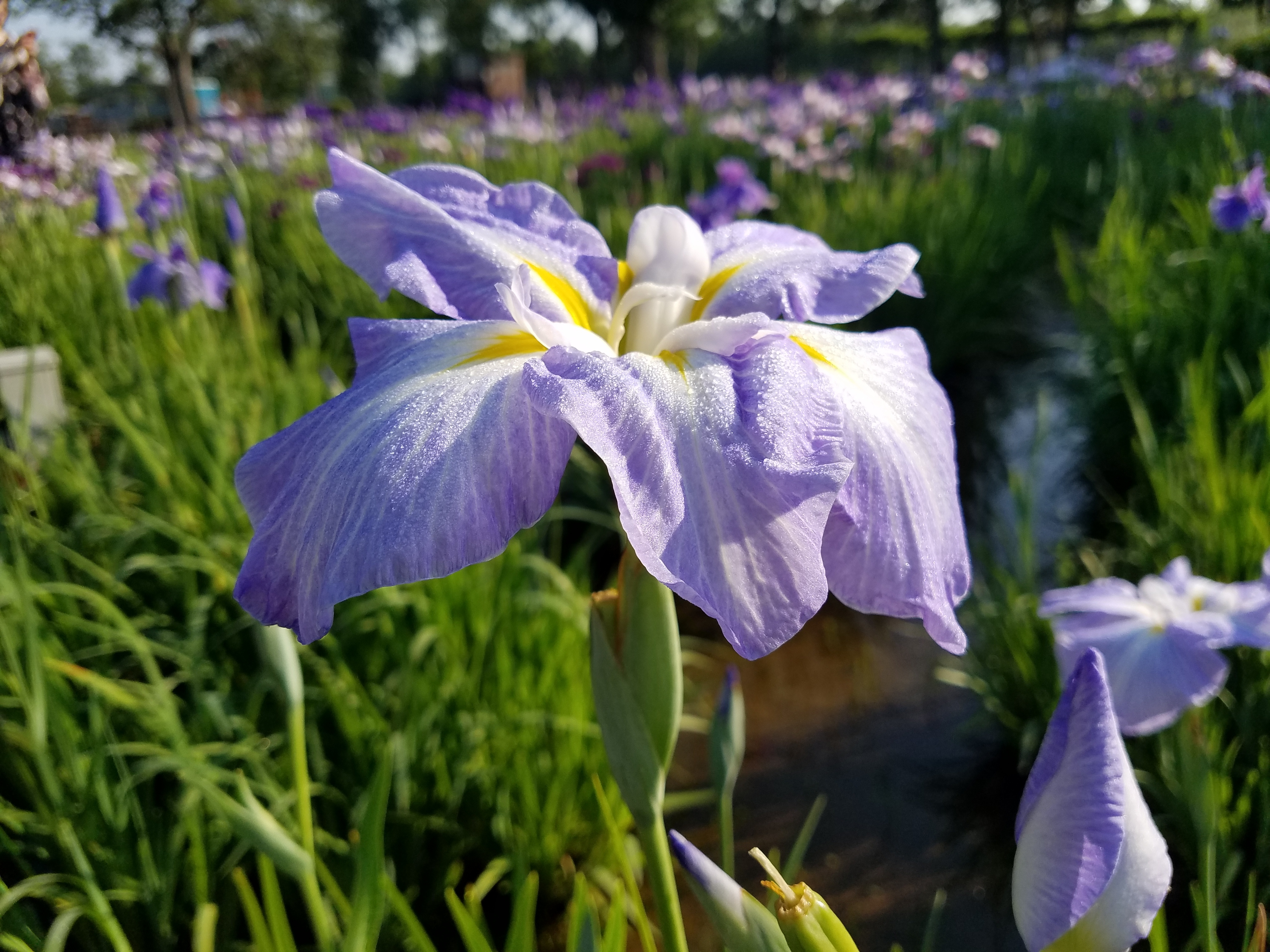 葛飾区 21葛飾菖蒲まつり 中止のお知らせ 例年 花菖蒲の見ごろに合わせて堀切菖蒲園と水元公園で開催している 葛飾菖蒲まつり ですが 今年の開催については新型コロナウイルスの感染拡大の状況を鑑み 中止と決定されました 葛飾 T Co