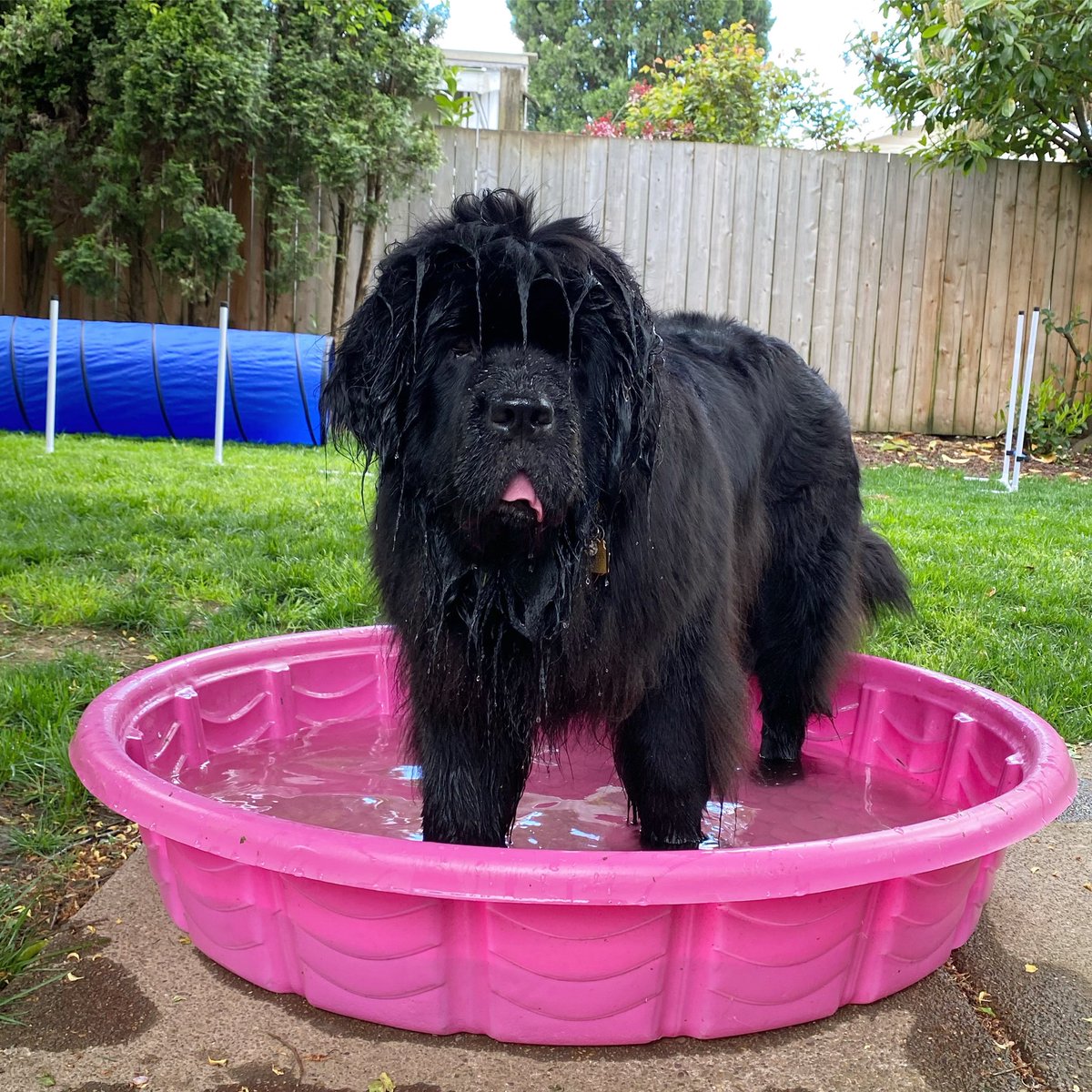 sassafraslowrey's tweet photo. Got her princess baby pool setup for the  season!  
#newfiesofinstagram #newfoundlandsofinstagram #Newfoundland #newfie #newfoundlanddogsofinstagram #newfies #giantdog #dogstagram #bigdogsofinstagram #newfie #bigdoggo #doggosofinstagram #doggosbeingdoggos   #puppy https://t.co/RrYUl4bKGe