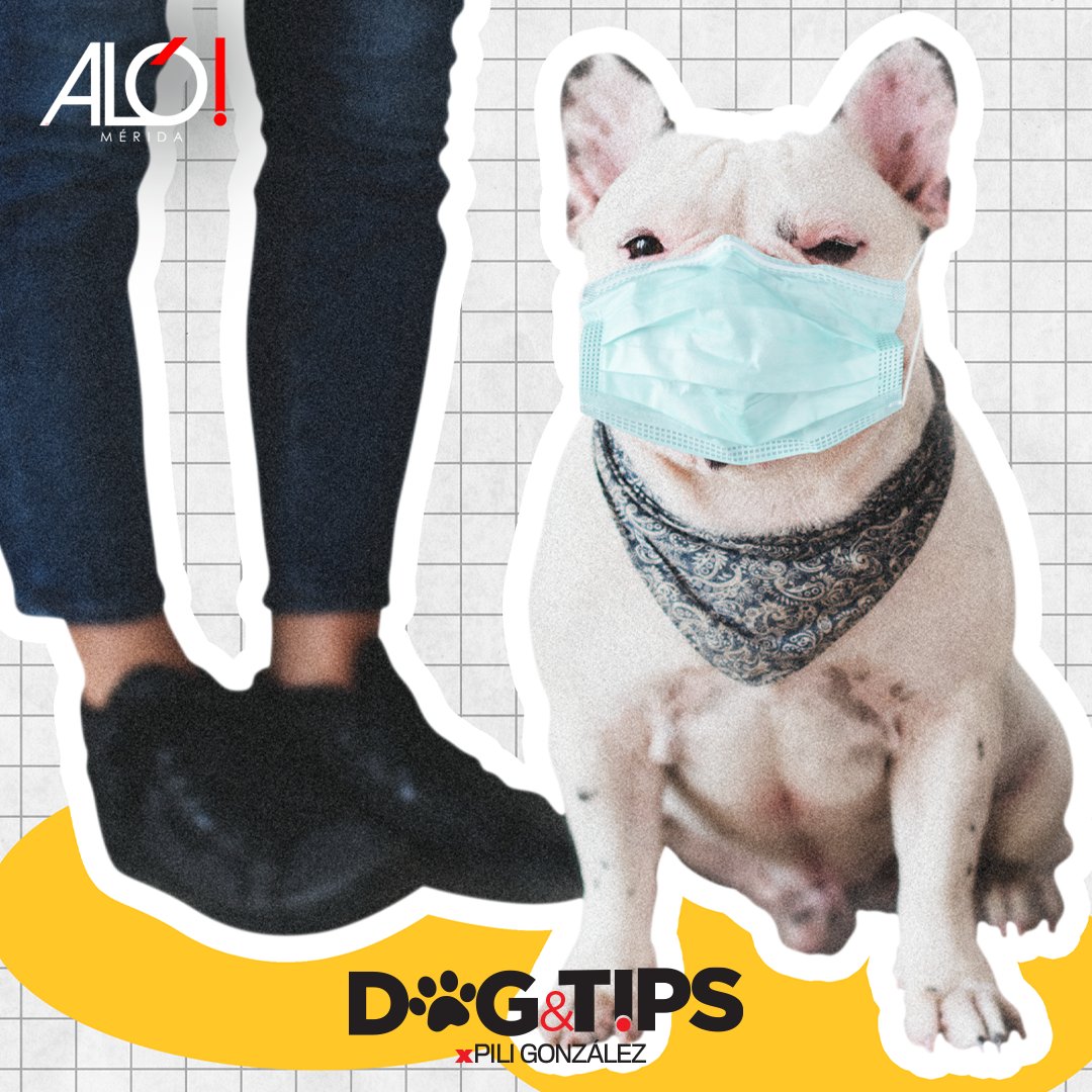 RevistaAlo's tweet photo. Estamos estrenando la sección #DogsNTips x Pili González, con el tema: “Perros en Pandemia: ¿Cómo ayudar a nuestros amigos caninos en estos tiempos de contingencia?”

Ingresa al siguiente link para conocer todo lo que nuestra colaboradora nos compartió👉https://t.co/6GElp7bdqb https://t.co/s3OsH5WsBt