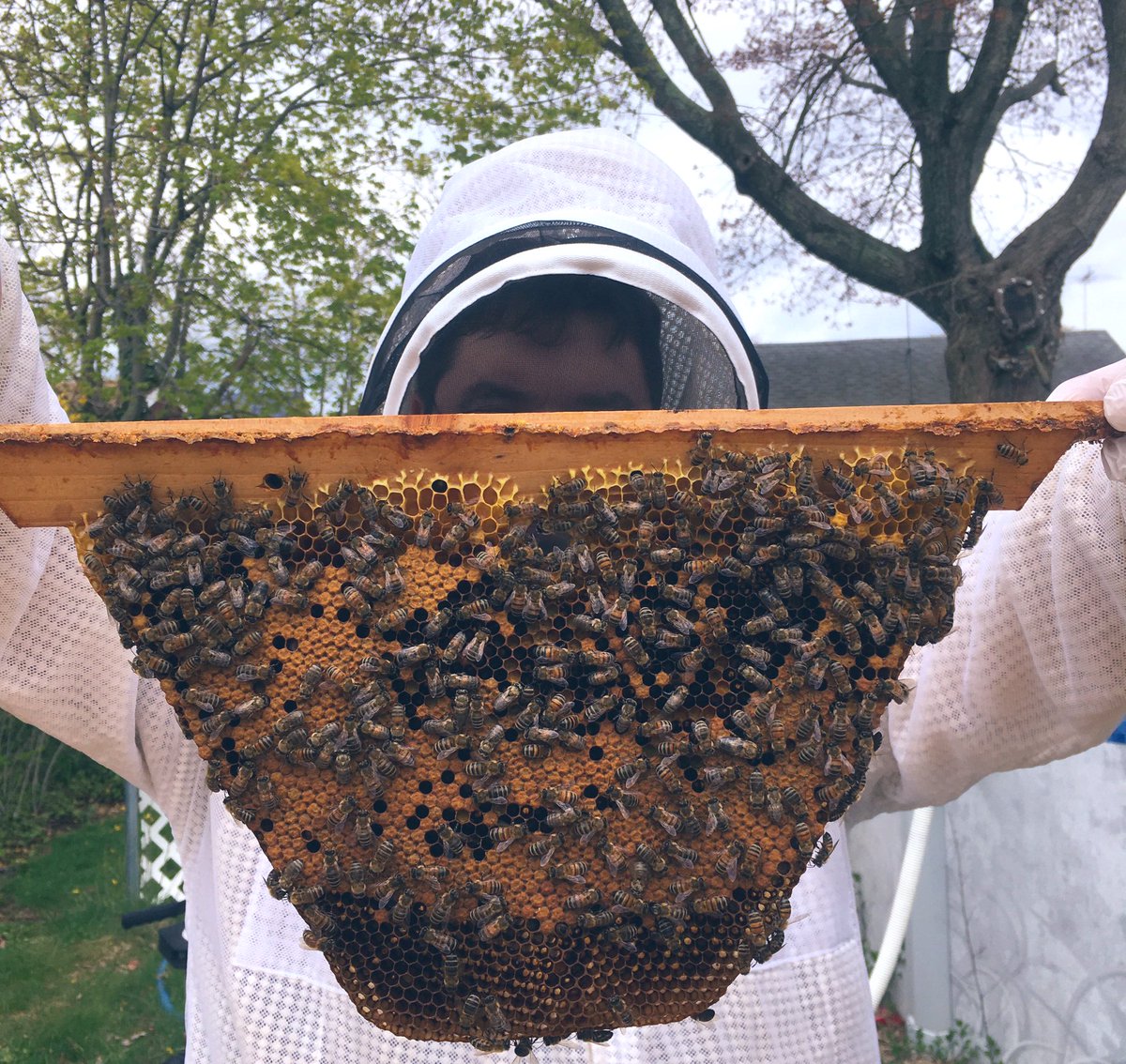 What do you do when the bees build comb where you don’t want them to?See, every part of the hive has to be accessible to the beekeepers, so we can check for disease and parasites. So we get the bees to build on removable frames or bars, which we can take out as needed.(1/9)