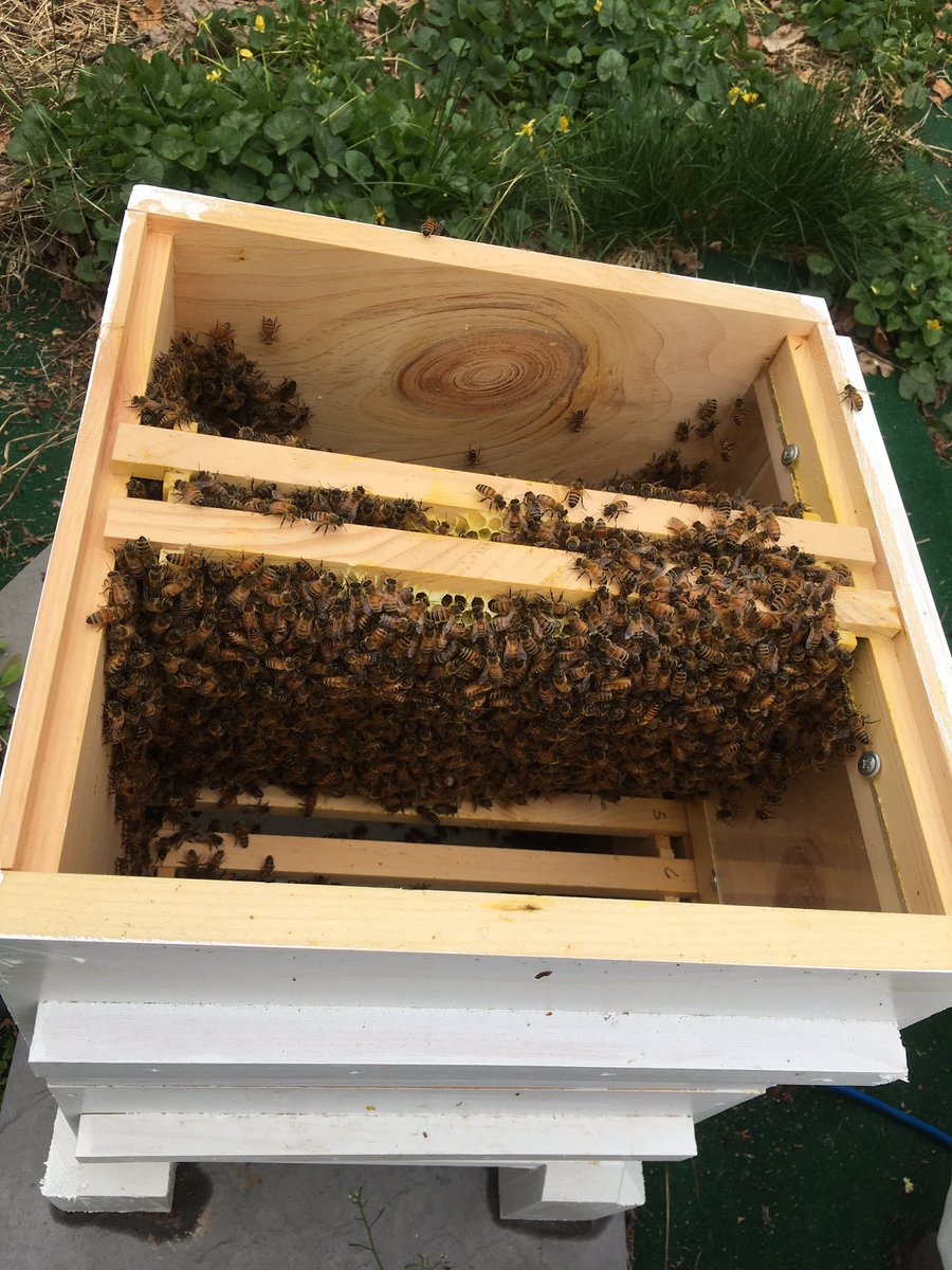But if we leave them too much room, they may build comb in the wrong spots.Here, we didn’t put all the upper bars in place (to make room for a feeder, a jar of sugar water). The bees started filling that empty space with comb, attaching directly to the hive ceiling.(2/9)