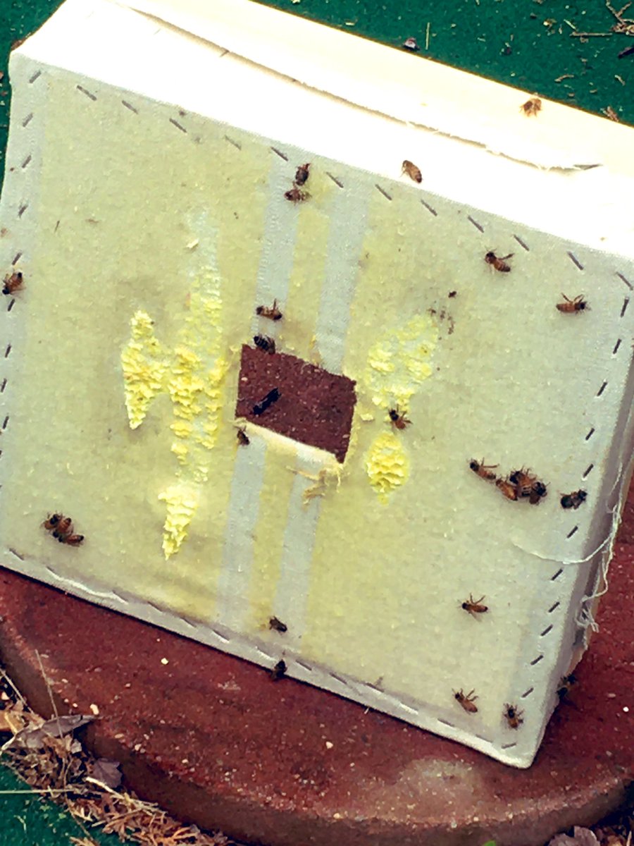 You can see where the wax was attached to the burlap ceiling.We brushed all the bees off the comb, and then cut the comb off the burlap with a hive tool (putty knife). 3/9