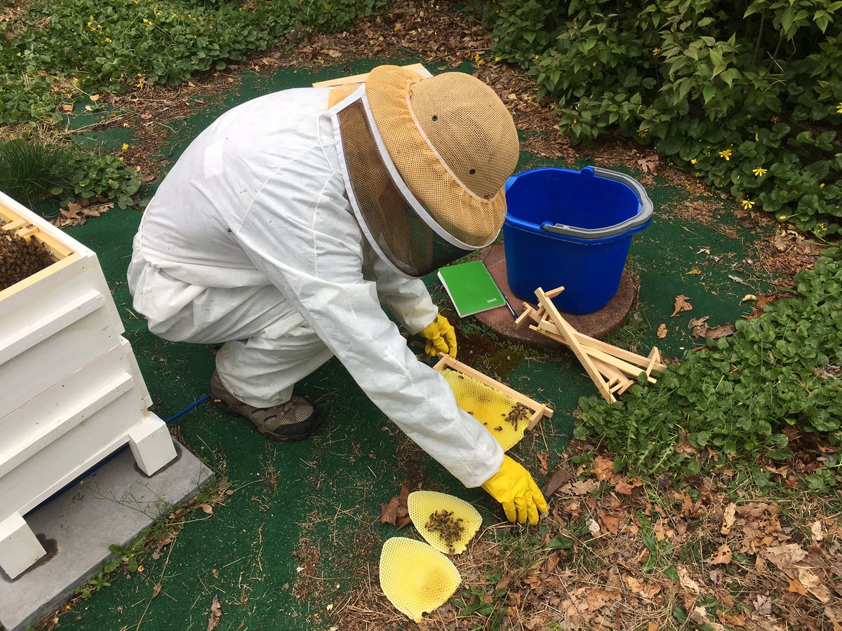 So, we want to keep those pieces of comb, not waste them. This is a new hive, it needs every cell available for babies and for honey storage.So, we have to temporarily attach those combs to the bars somehow. Here, my partner uses floral wire to hold the wax in place.(5/9)