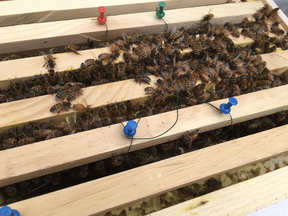 Then, we hang those bars in the hive with the rest.The bees will re-attach those combs to the bars at the top. In a few weeks we’ll be able to remove the wire, leaving a whole frame of comb. (6/9)