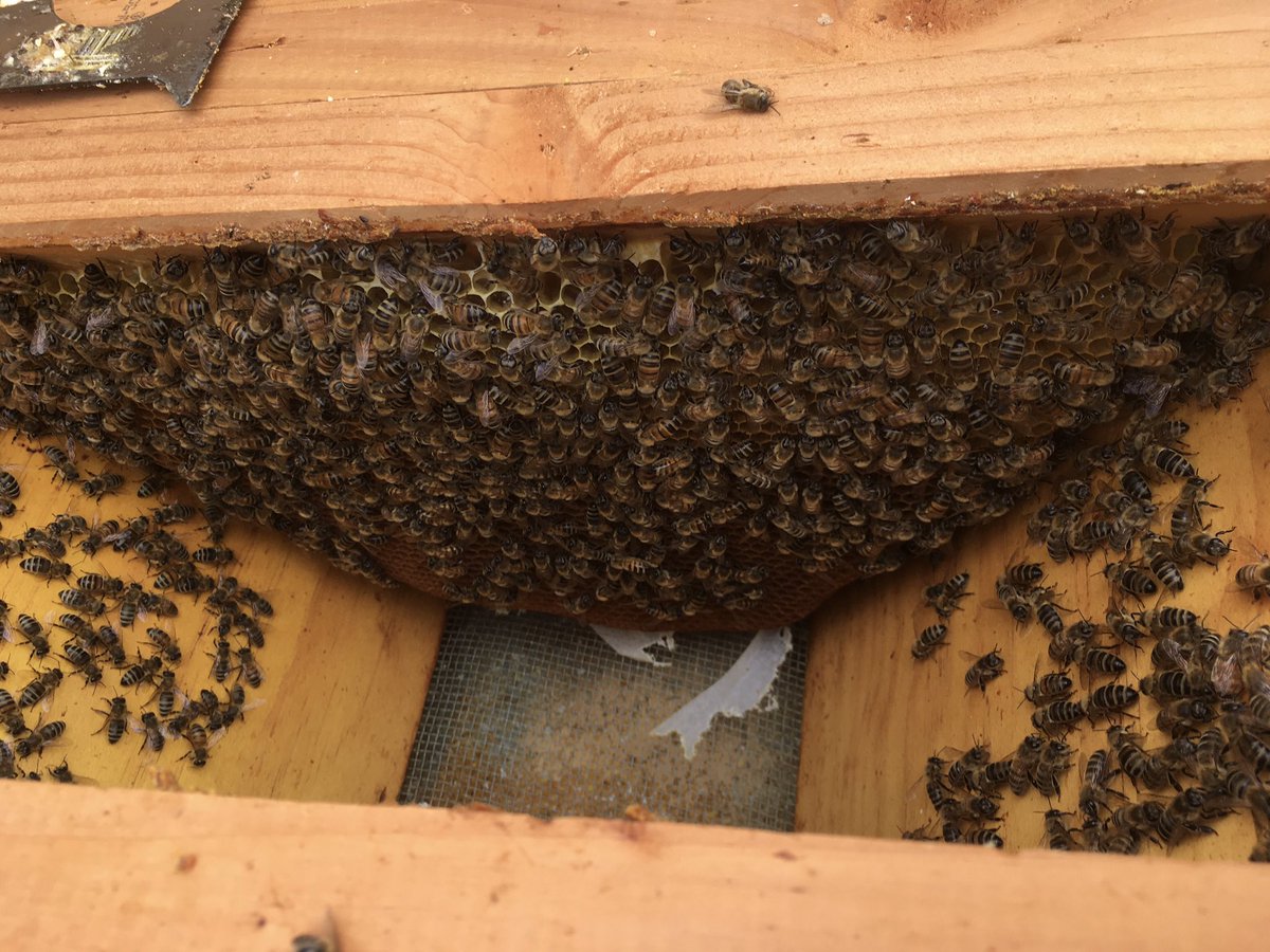 That was the Warre hive, with its Sasketraz bees. Over here, you can see our Top Bar hive, which is laid out horizontally instead of in an upright stack of boxes. These are our Russian bees.(7/9)