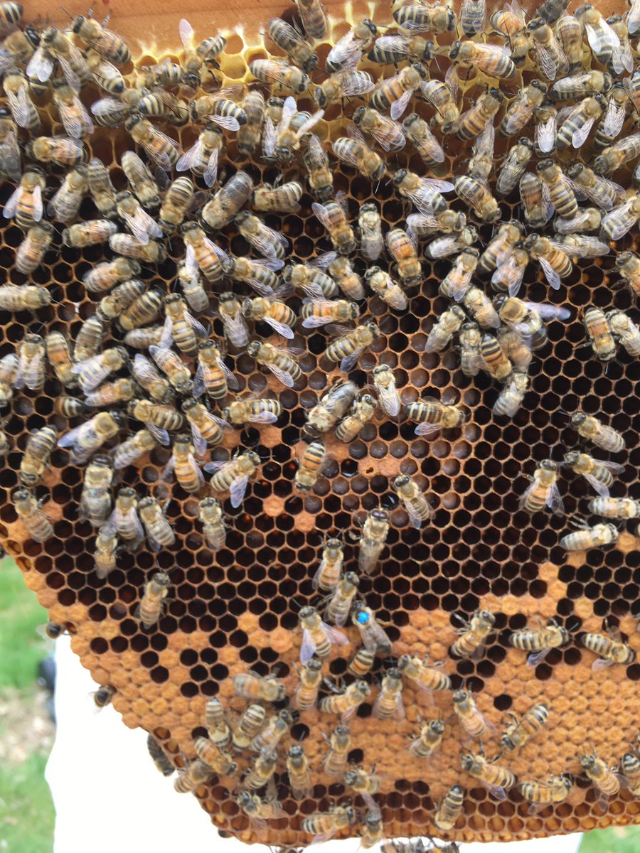 Queen sighting! Near the bottom, with the blue dot on her back, you will see “Catherine the Great,” queen of our Russian bees. She’s still going strong after a long winter, and already has laid several frames of brood!(8/9)