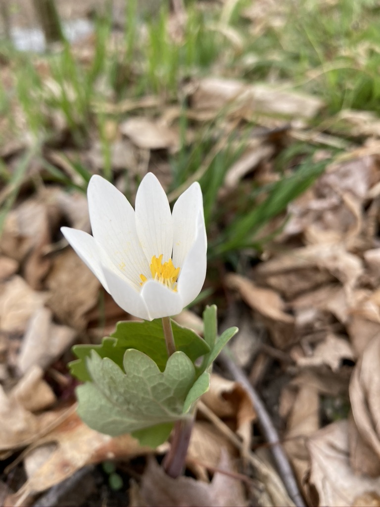 ecadair's tweet image. Could we possibly be in actual spring now? #FoolsSpring #SpringofDeception #FalseSpring