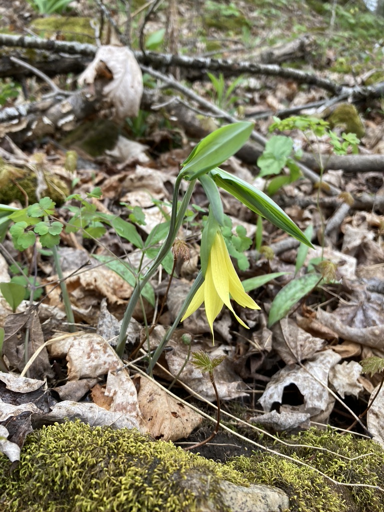 ecadair's tweet image. Could we possibly be in actual spring now? #FoolsSpring #SpringofDeception #FalseSpring