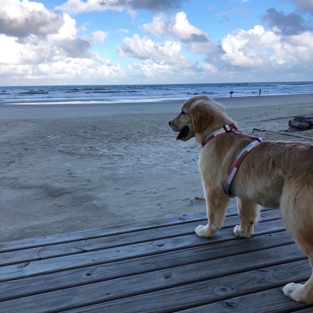 Jess_Kleber's tweet photo. To na brisa.. 🐾🎀🧡 https://t.co/39xZGhMx77