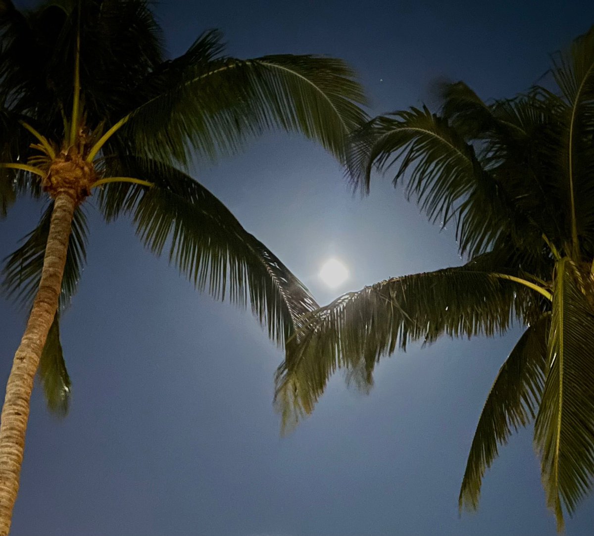 mia_astral's tweet image. 🌕