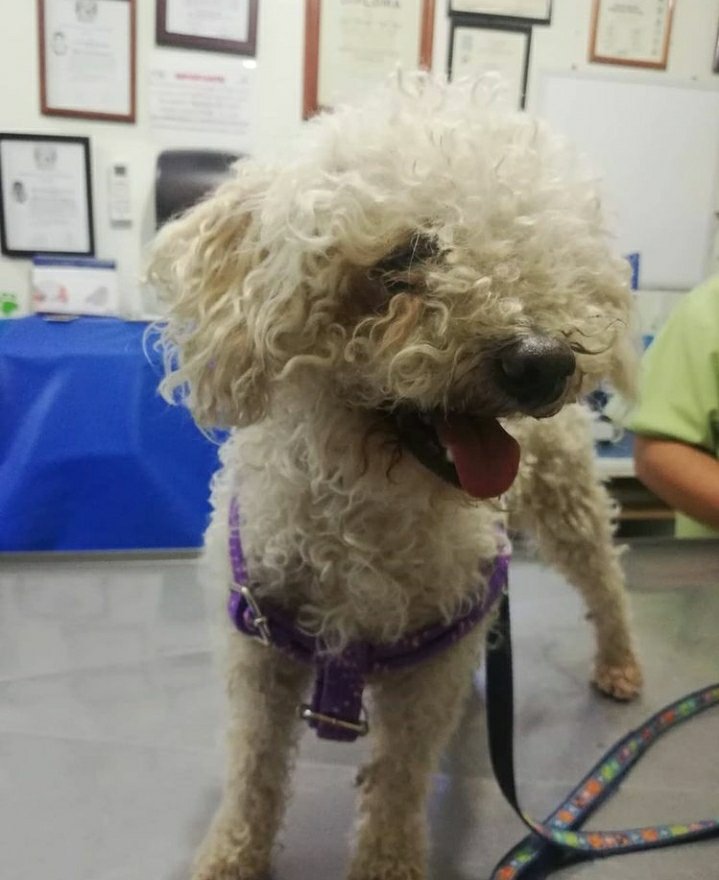 oportunican's tweet photo. Algodón❣️¿Lo recuerdan? Estamos tan felices de compartir que ya se encuentra con su familia ideal, el recibimiento fue muy emotivo, estamos seguros que será amado para siempre! Gracias Karina por adoptar y cambiar vidas!❤️ #ADOPTA #FelizDomingo #dogs #love #AdoptaNoCompres #pets https://t.co/UYzRjJpgOI