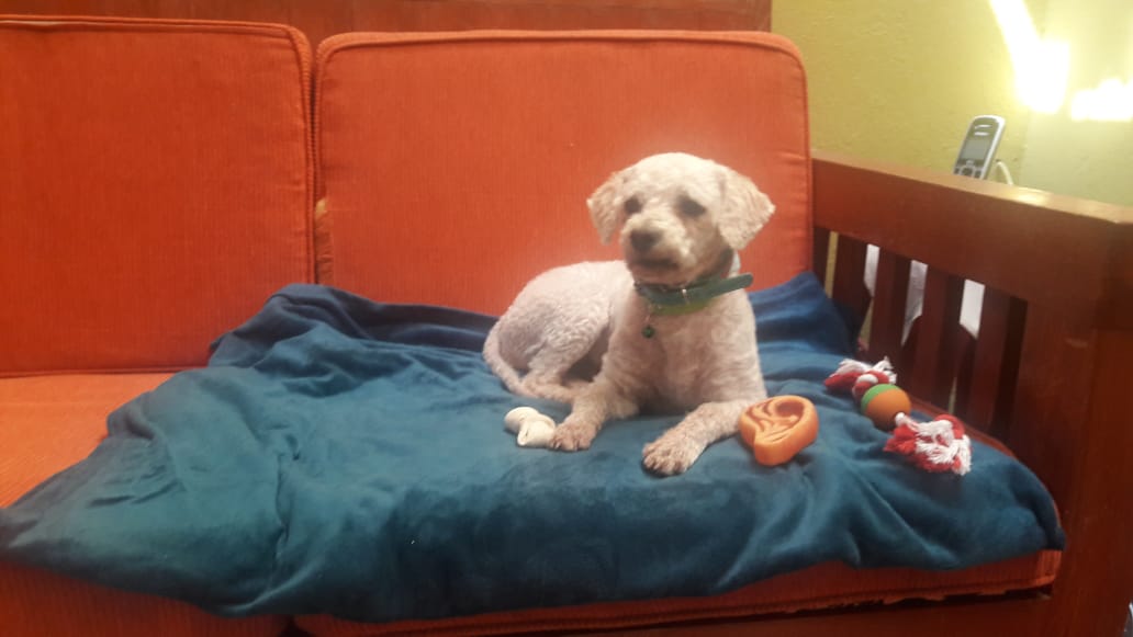 oportunican's tweet photo. Algodón❣️¿Lo recuerdan? Estamos tan felices de compartir que ya se encuentra con su familia ideal, el recibimiento fue muy emotivo, estamos seguros que será amado para siempre! Gracias Karina por adoptar y cambiar vidas!❤️ #ADOPTA #FelizDomingo #dogs #love #AdoptaNoCompres #pets https://t.co/UYzRjJpgOI