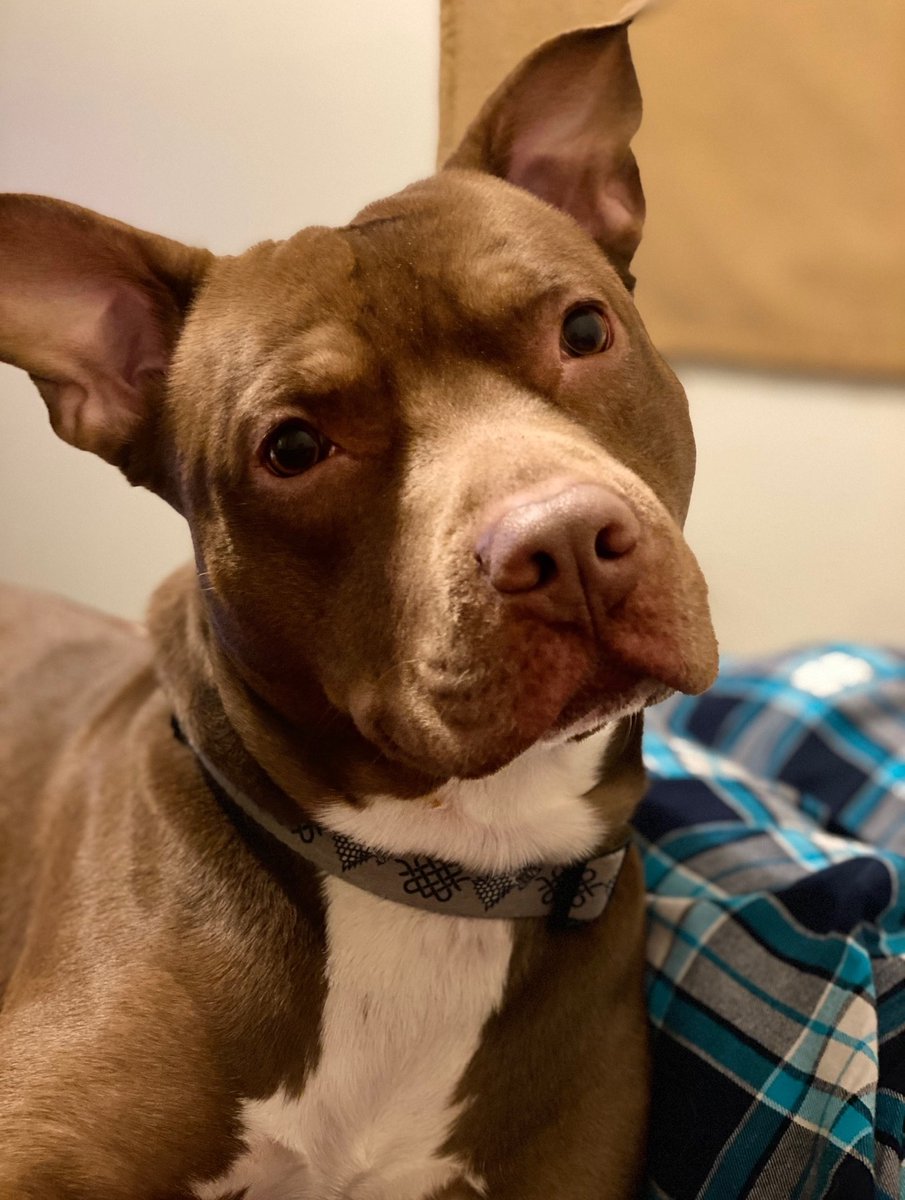 Although this is considerably more expensive than fostering him in a home, we truly believe it's the best choice for him right now.Louie is very nervous and submissive around strangers, especially men, and even more so around strange dogs.