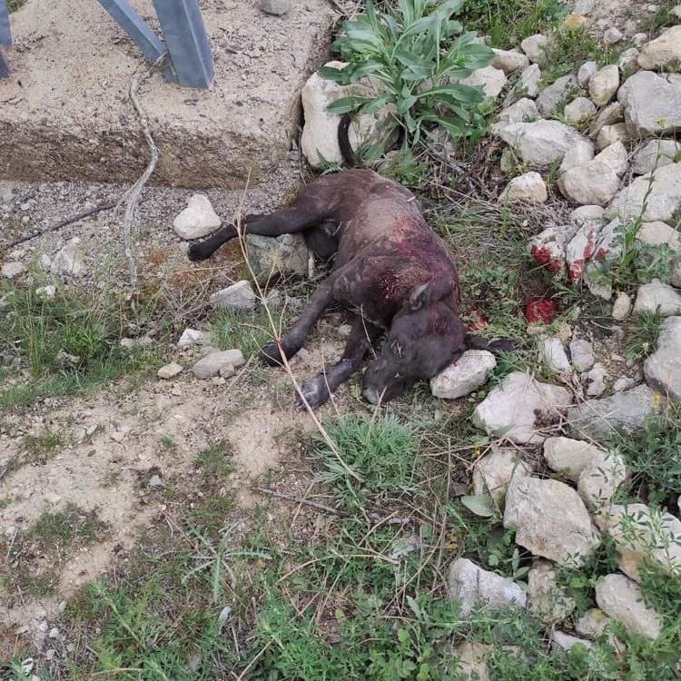 bussraaoner's tweet photo. @Suatkkoca @couploves Karaman’da iki köpek kimliği belirli şahış tarafından tecavüz edildikten sonra vurularak öldürüldü , suçunu kabul etmesinin ardından serbest bırakıldı . 2014 yılından itibaren sayısız masuma aynısını yapan KATİL e ceza , çocuklarımız İçin ADALET İSTİYORUZ !!
#karamandavahsetvar https://t.co/qMo9RxlxZr