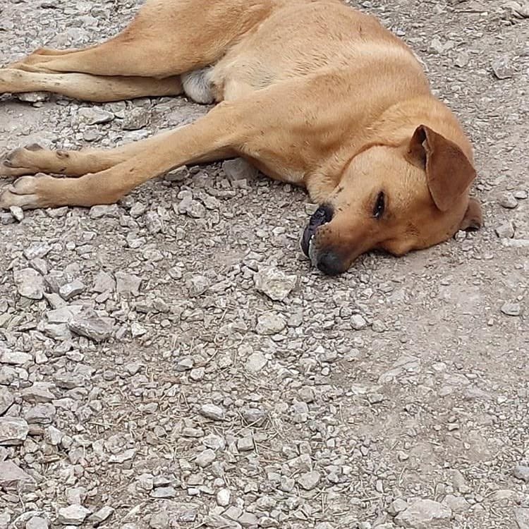 bussraaoner's tweet photo. @unknownuserff @couploves Karaman’da iki köpek kimliği belirli şahış tarafından tecavüz edildikten sonra vurularak öldürüldü , suçunu kabul etmesinin ardından serbest bırakıldı . 2014 yılından itibaren sayısız masuma aynısını yapan KATİL e ceza , çocuklarımız İçin ADALET İSTİYORUZ !!
#karamandavahsetvar https://t.co/uZFgutQmCE