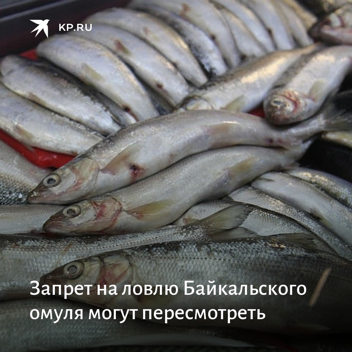 рыбы иркутской области. браконьерство омуля на байкале. воспроизводство байкальского омуля. омуль запрет. браконьерство в баргузинском.