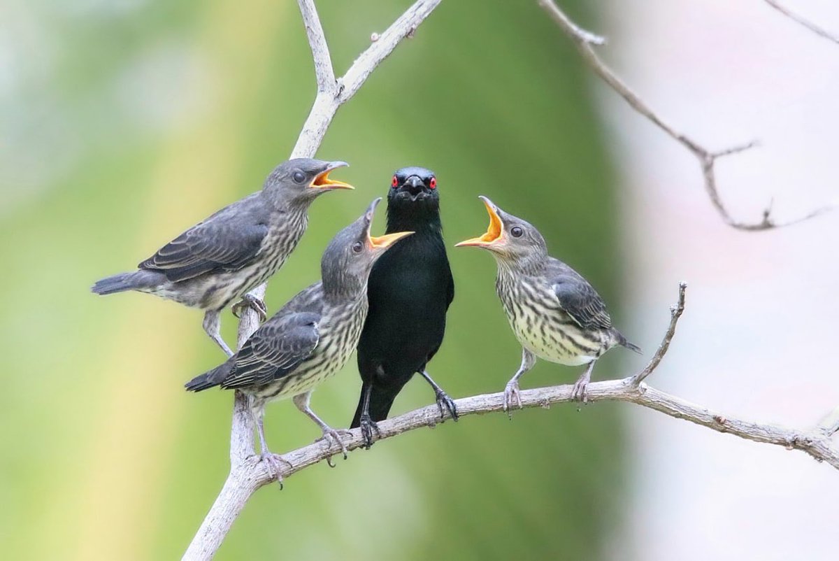 National Parks Board tweet media