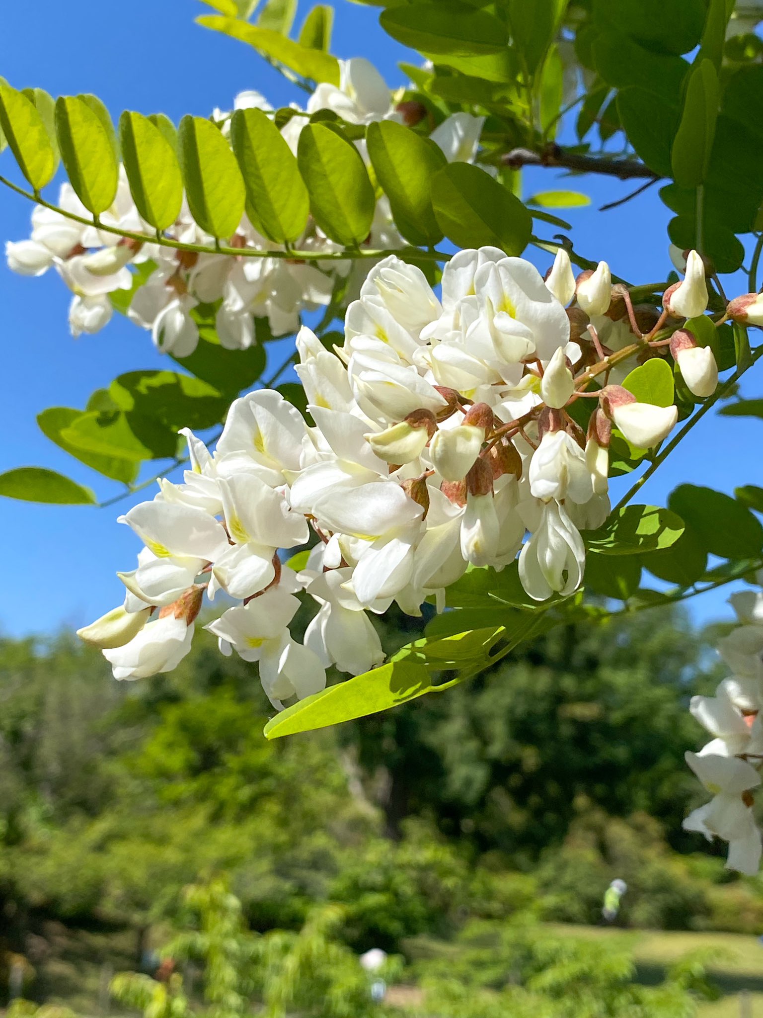 日比谷花壇大船フラワーセンター 公式 على تويتر ニセアカシアの花が咲いています 木に近寄ると甘ーい良い香りがします アカシア とニセアカシアは全く違う植物ですが アカシア蜂蜜 として販売されているものの多くは原料がニセアカシアであることが多いようです