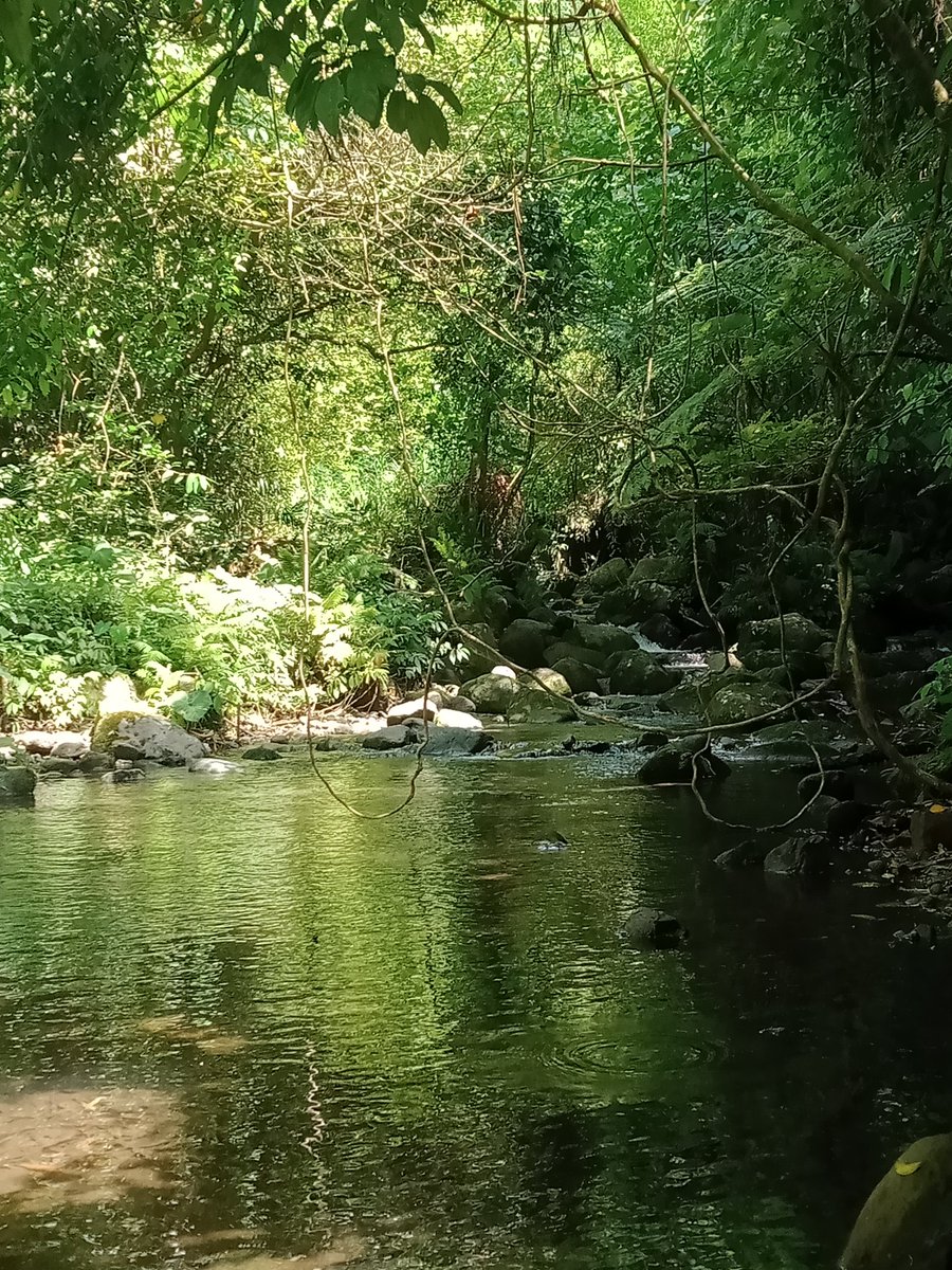 The pictures below were photographed yesterday at a river in Alangilan, Bacolod. I was hiking with my friends when I noticed a small child peeping through the foliage. I snapped a photo and tried to trudge the river to approach the child but the kid evaporated like smoke. 1/n