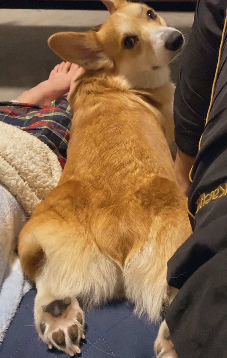 ハロ 最強を目指すコーギー犬 Haro Corgi Twitter