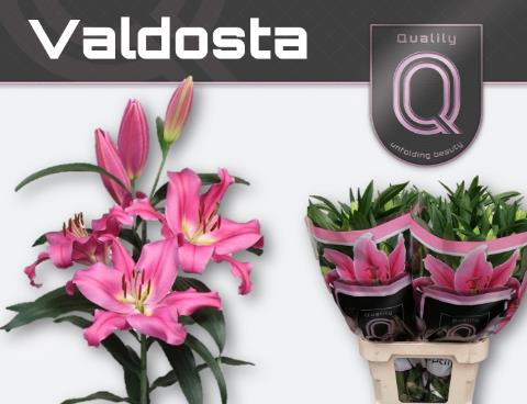 VermeulenGerard's tweet photo. Vandaag op #klok1 Deze mooie #lelie #Valdosta van @qualily Knop 4+ lengte 95 cm https://t.co/kD3ATYCHtl